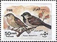 House Sparrow (Passer domesticus)