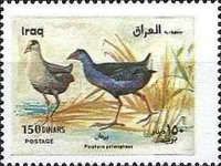 Grey-headed swamphen (Porphyrio poliocephalus)