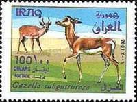 Goitered Gazelle (Gazella subgutturosa)
