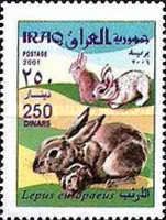 European Hare (Lepus europaeus)