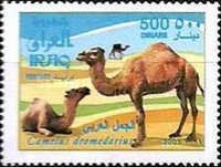 Dromedary (Camelus dromedarius)