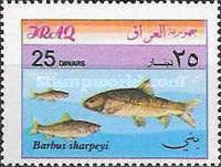 Binni (Barbus sharpeyi)