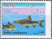 Barbel (Barbus xanthopterus)
