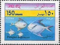 Silver Pomfret (Pampus argenteus)