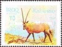 Arabian Oryx (Oryx gazella leucoryx)