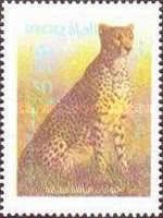 Cheetah (Acinonyx jubatus)