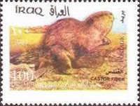 Eurasian Beaver (Castor fiber)