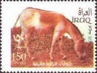 Onager (Equus hemionus)
