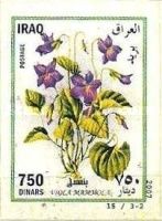 Common violet