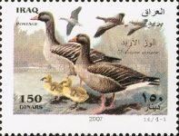 Greylag Goose (Anser anser)