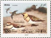 Pin-tailed Sandgrouse (Pterocles alchata)