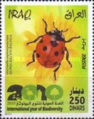 Seven-Spot Ladybird (Coccinella septempunctata)