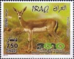 Persian Gazelle (Gazella subgutturosa)