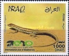 Snake-eyed Lizard (Ophisops elegans) 