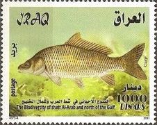 Common Carp (Cyprinus carpio)