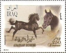 Arabian Horse (Equus ferus caballus)