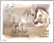 Arabian Horse (Equus ferus caballus)