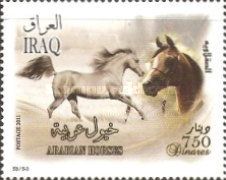 Arabian Horse (Equus ferus caballus)