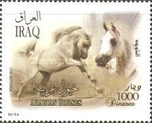 Arabian Horse (Equus ferus caballus)