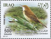 Eurasian Reed Warbler (Acrocephalus scirpaceus)