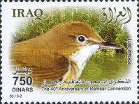 Eurasian Reed Warbler (Acrocephalus scirpaceus)