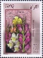Dragon flowers (Misopathes orontium)