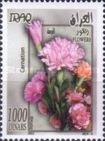 Pink dianthus