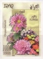 Chrysanthemum