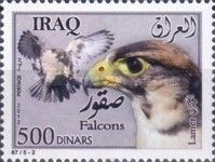 Lanner Falcon (Falco biarmicus)