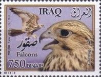 Saker Falcon (Falco cherrug)