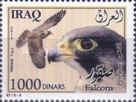 Peregrine Falcon (Falco peregrinus)