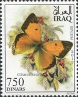 Clouded Yellow (Colias croceus)