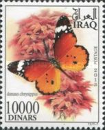 Plain Tiger (Danaus chrysippus)