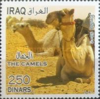 Camels