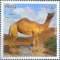 The Camels