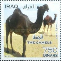 Camels