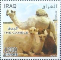 Camels