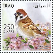 Eurasian Tree Sparrow (Passer montanus)
