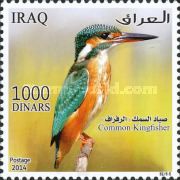 Common Kingfisher (Alcedo atthis)