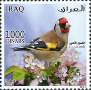 European Goldfinch (Carduelis carduelis)