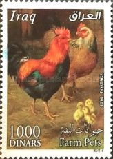 Rooster