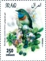 Bluethroat (Luscinia svecica)