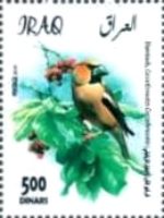 Hawfinch (Coccothraustes coccothraustes)