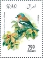 Chaffinch (Fringilla coelebs)