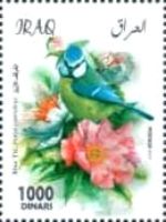 Blue Tit (Cyanistes caeruleus)