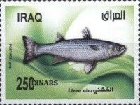 Lizea abu Mullet