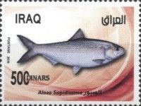 American shad (Alosa sapidissima)