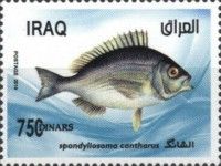 Black Seabream (Spondyliosoma cantharus)