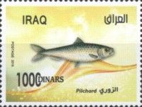 European Pilchard (Sardina pilchardus)