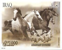Arabian Horses (Equus ferus caballus)